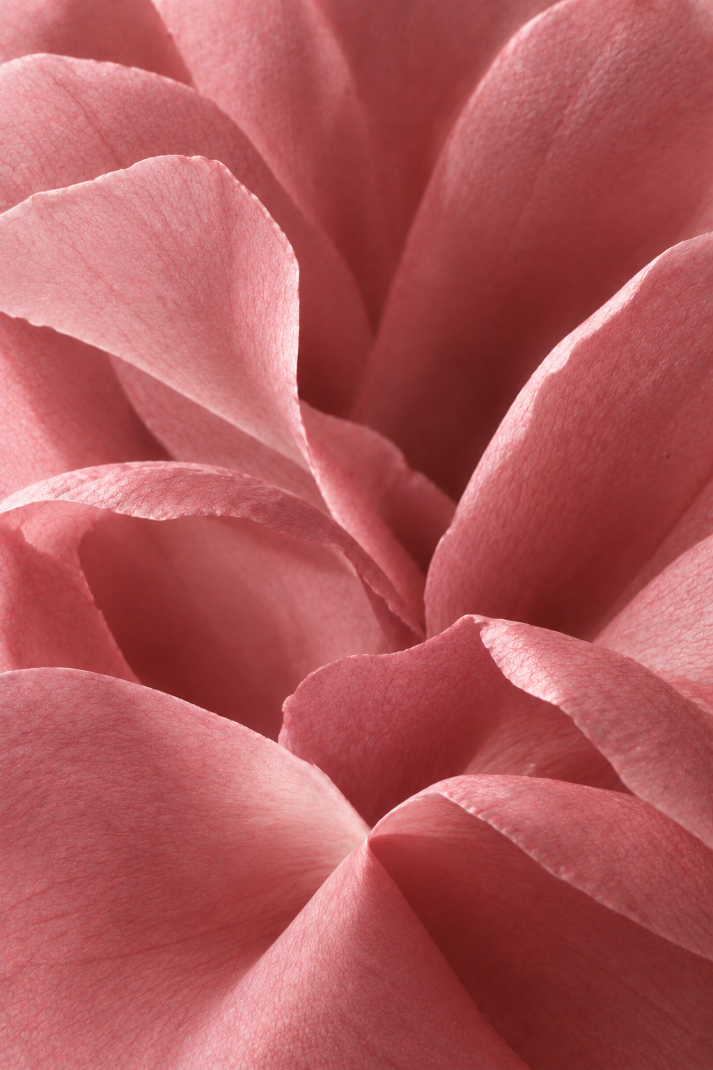 Petali di rosa in primo piano, immagine della campagna Ottobre in Rosa